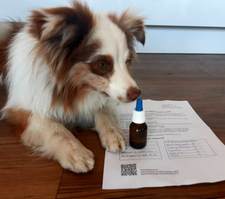 Bachblüten Magdeburg Hundeschule