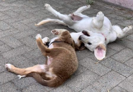 Spielgruppe in Magdeburgs Hundeschule