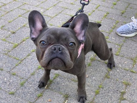 Welpenschule Magdeburg Französische Bulldogge 1