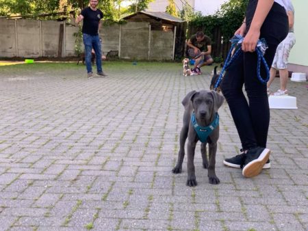 Welpenschule Magdeburg Labrador